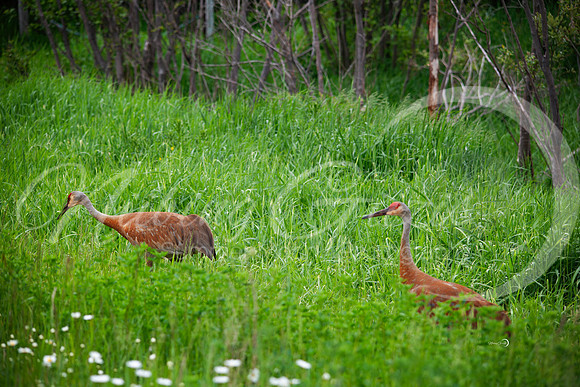 sandhill crane2