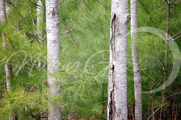 soft pinesweb