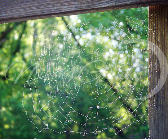 spiderweb