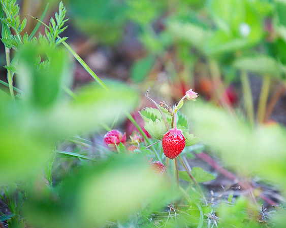 strawberry2