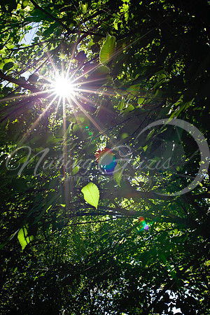 sun flare