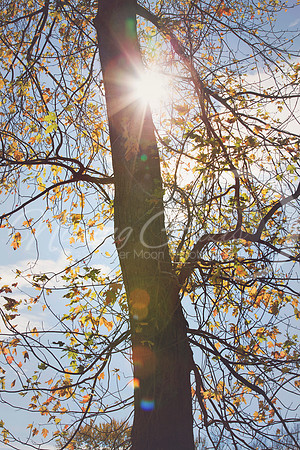 sunflare
