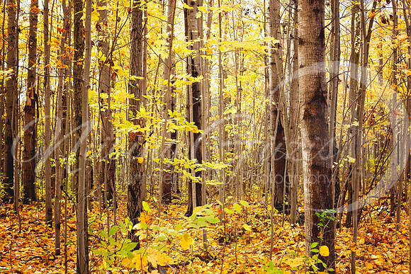 Sanilac Petroglyphs Woods