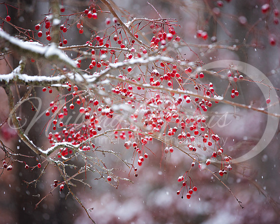 Red Winter Berries