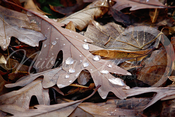 wet leaves
