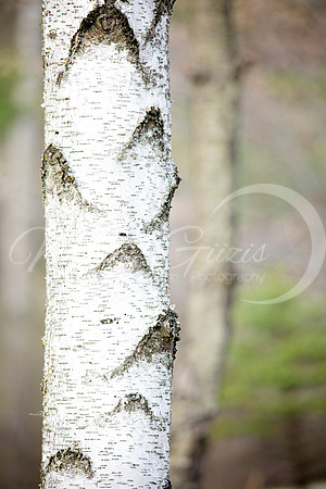 pine