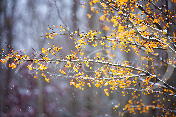 winter berries