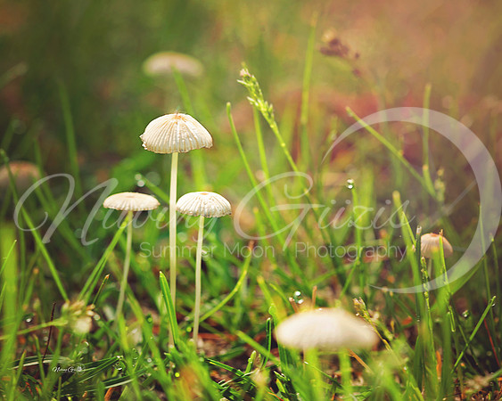 tiny mushrooms