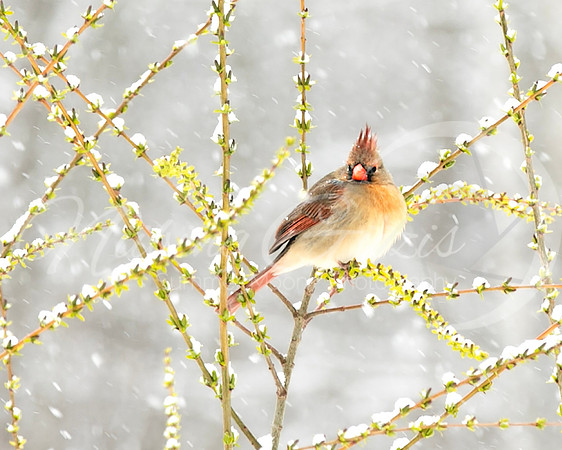 1bird