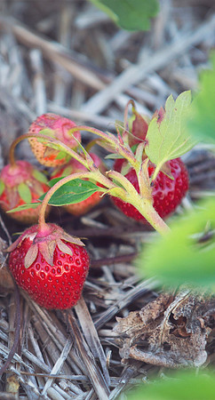 1strawberries
