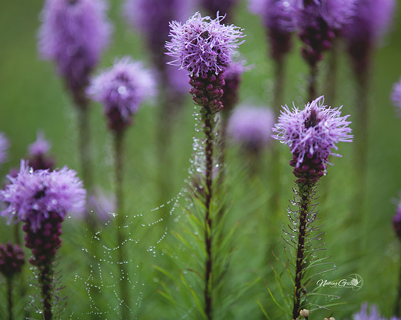 16x20 purple flowers