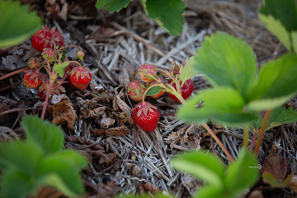 1strawberries