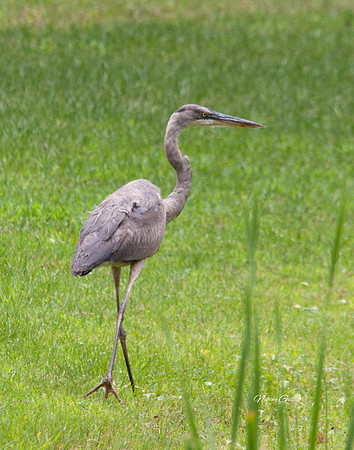 14x11crane