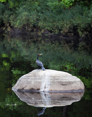 11x14bird