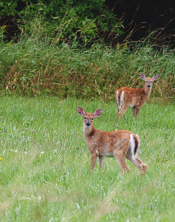deer