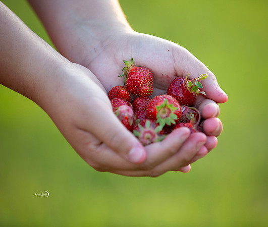 3strawberries copy